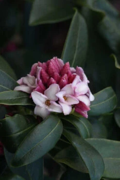 Zuiko Nishiki Winter Daphne Odora - 5 Gallon Pot 11 Zuiko Nishiki Winter Daphne Odora - 5 Gallon Pot -Plant Discount Store Daphne Odora Zuiko Nishiki 6