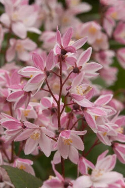 Yuki Cherry Blossom Deutzia - 3 Gallon Pot 14 Yuki Cherry Blossom Deutzia - 3 Gallon Pot -Plant Discount Store Deutzia Yuki Cherry Blossom 1