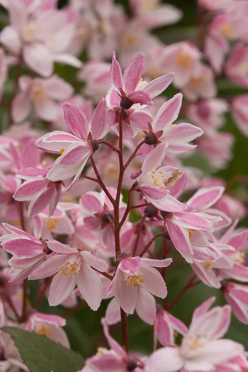 Yuki Cherry Blossom Deutzia - 3 Gallon Pot 8 Yuki Cherry Blossom Deutzia - 3 Gallon Pot - Image 6