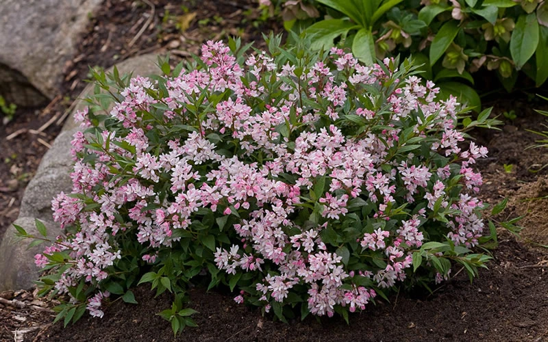 Yuki Cherry Blossom Deutzia - 3 Gallon Pot 7 Yuki Cherry Blossom Deutzia - 3 Gallon Pot - Image 5