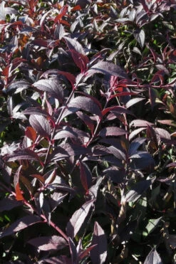 Yuki Cherry Blossom Deutzia - 3 Gallon Pot 15 Yuki Cherry Blossom Deutzia - 3 Gallon Pot -Plant Discount Store Deutzia Yuki Cherry Blossom 3