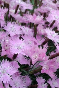 Bath's Pink Dianthus - 5 Pack Of Quart Pots 12 Bath's Pink Dianthus - 5 Pack Of Quart Pots -Plant Discount Store Dianthus Baths Pink 10