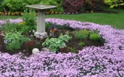 Bath's Pink Dianthus - 5 Pack Of Quart Pots 13 Bath's Pink Dianthus - 5 Pack Of Quart Pots -Plant Discount Store Dianthus Baths Pink 7