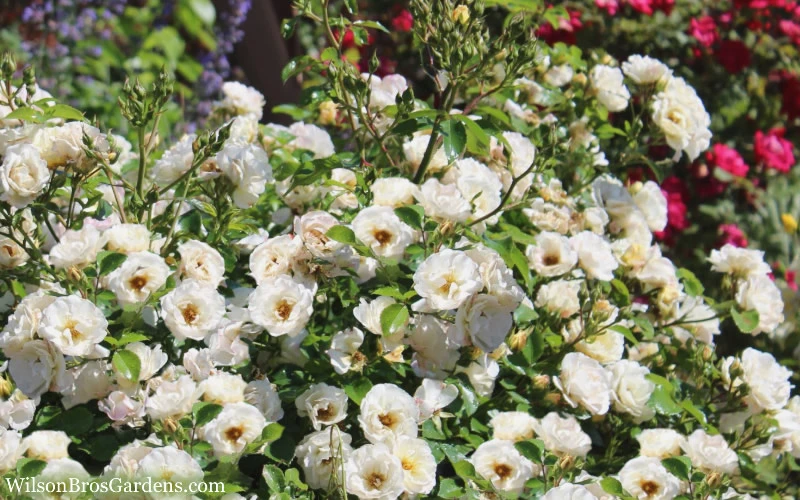 Popcorn Drift Groundcover Rose - 2 Gallon Pot 7 Popcorn Drift Groundcover Rose - 2 Gallon Pot - Image 5