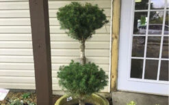 Dwarf Alberta Spruce 3 Ball Poodle Tier Topiary - 3 Gallon Pot -Plant Discount Store Dwarf Alberta Spruce Poodle Tier