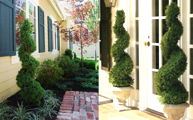 Spiral Dwarf Alberta Spruce Topiary - 2 Gallon Pot 6 Spiral Dwarf Alberta Spruce Topiary - 2 Gallon Pot - Image 4