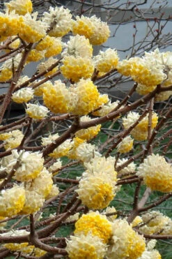 Edgeworthia Chrysantha - Paper Bush - 3 Gallon -Plant Discount Store Edgeworthia 4 500x700 1