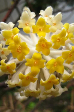 Edgeworthia Chrysantha - Paper Bush - 3 Gallon -Plant Discount Store Edgeworthia BS