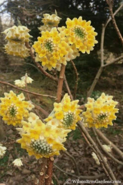 Edgeworthia Chrysantha - Paper Bush - 3 Gallon -Plant Discount Store Edgeworthia Chrysantha 200