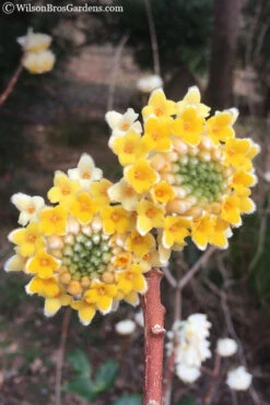 Edgeworthia Chrysantha - Paper Bush - 3 Gallon -Plant Discount Store Edgeworthia Chrysantha 202