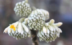 Edgeworthia Chrysantha - Paper Bush - 3 Gallon -Plant Discount Store Edgeworthia Flower Buds