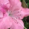 Autumn Debutante Encore Azalea - 1 Gallon -Plant Discount Store Encore Azalea Autumn Debutante 500x750 1