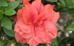 Autumn Monarch Encore Azalea - 3 Gallon Pot -Plant Discount Store Encore Azalea Autumn Monarch 4 50