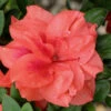 Autumn Monarch Encore Azalea - 3 Gallon Pot -Plant Discount Store Encore Azalea Autumn Monarch 500x750 2