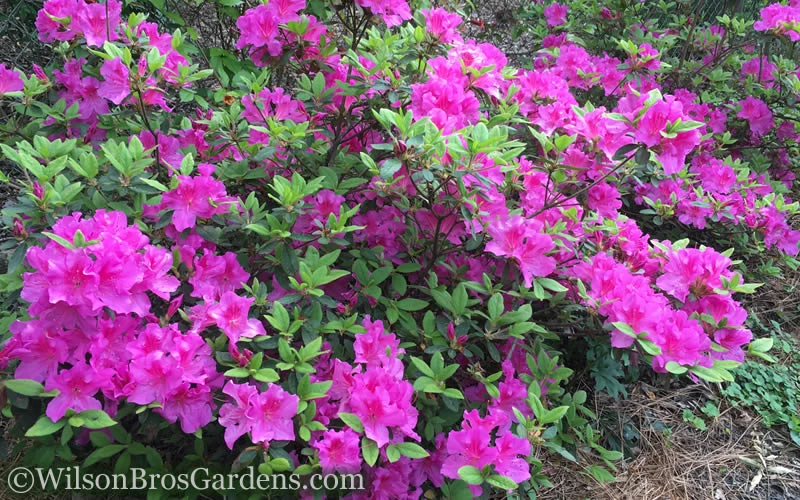 Autumn Royalty Encore Azalea - 1 Gallon Pot 6 Autumn Royalty Encore Azalea - 1 Gallon Pot - Image 4