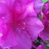 Autumn Royalty Encore Azalea - 6 Pack Of 1 Gallon Pots -Plant Discount Store Encore Azalea Autumn Royalty 500x750 1