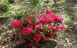 Autumn Ruby Encore Azalea - 1 Gallon Pot 11 Autumn Ruby Encore Azalea - 1 Gallon Pot -Plant Discount Store Encore Azalea Autumn Ruby 5