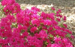 Autumn Sundance Encore Azalea - 1 Gallon Pot -Plant Discount Store Encore Azalea Autumn Sundance 50 1