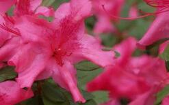 Autumn Sundance Encore Azalea - 1 Gallon Pot -Plant Discount Store Encore Azalea Autumn Sundance 51 1