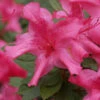 Autumn Sundance Encore Azalea - 1 Gallon Pot 2 Autumn Sundance Encore Azalea - 1 Gallon Pot -Plant Discount Store Encore Azalea Autumn Sundance Rev 500x750 2