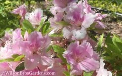 Autumn Sweetheart Encore Azalea - 1 Gallon Pot -Plant Discount Store Encore Azalea Autumn Sweetheart 51