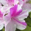 Autumn Twist Encore Azalea - 1 Gallon Pot -Plant Discount Store Encore Azalea Autumn Twist Rev 500x750 1