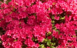 Autumn Cheer Encore Azalea - 1 Gallon Pot 9 Autumn Cheer Encore Azalea - 1 Gallon Pot -Plant Discount Store Encore Azalea Cheer 1