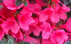 Autumn Ruby Encore Azalea - 6 Pack Of 1 Gallon Pots 10 Autumn Ruby Encore Azalea - 6 Pack Of 1 Gallon Pots -Plant Discount Store Encore Azalea Ruby 1