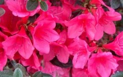 Autumn Ruby Encore Azalea - 1 Gallon Pot 10 Autumn Ruby Encore Azalea - 1 Gallon Pot -Plant Discount Store Encore Azalea Ruby
