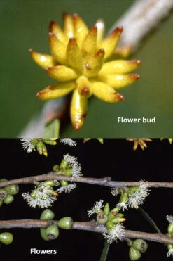 Skinny Minny Hardy Eucalyptus Tree (Eucalyptus Moorei) - Quart Pot 8 Skinny Minny Hardy Eucalyptus Tree (Eucalyptus Moorei) - Quart Pot -Plant Discount Store Eucalyptus Skinny Minny 1