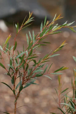 Skinny Minny Hardy Eucalyptus Tree (Eucalyptus Moorei) - 3 Gallon Pot -Plant Discount Store Eucalyptus Skinny Minny 2 1