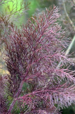 Bronze Fennel (Foeniculum Vulgare 'Purpureum') - 1 Gallon Pot 14 Bronze Fennel (Foeniculum Vulgare 'Purpureum') - 1 Gallon Pot -Plant Discount Store Fennel Bronze 7