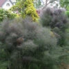 Bronze Fennel (Foeniculum Vulgare 'Purpureum') - 1 Gallon Pot 1 Bronze Fennel (Foeniculum Vulgare 'Purpureum') - 1 Gallon Pot -Plant Discount Store Fennel Bronze 8
