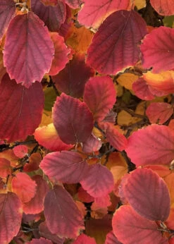 Blue Shadow Fothergilla - 3 Gallon Pot 15 Blue Shadow Fothergilla - 3 Gallon Pot -Plant Discount Store Fothergilla Blue Shadow 1