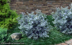 Blue Shadow Fothergilla - 3 Gallon Pot 13 Blue Shadow Fothergilla - 3 Gallon Pot -Plant Discount Store Fothergilla Blue Shadow 11
