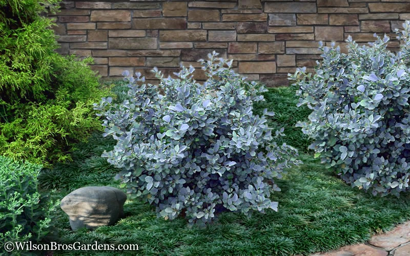 Blue Shadow Fothergilla - 3 Gallon Pot 6 Blue Shadow Fothergilla - 3 Gallon Pot - Image 4