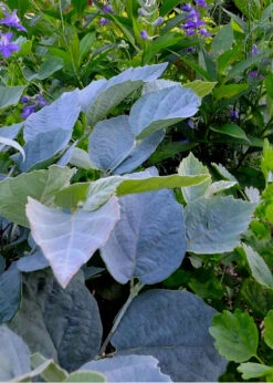 Blue Shadow Fothergilla - 3 Gallon Pot 17 Blue Shadow Fothergilla - 3 Gallon Pot -Plant Discount Store Fothergilla Blue Shadow 2