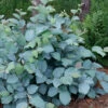 Blue Shadow Fothergilla - 3 Gallon Pot -Plant Discount Store Fothergilla Blue Shadow 4