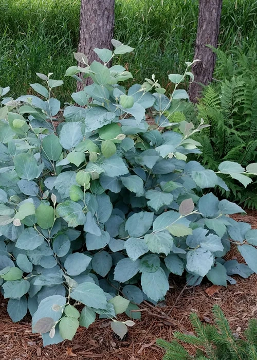 Blue Shadow Fothergilla - 3 Gallon Pot 3 Blue Shadow Fothergilla - 3 Gallon Pot