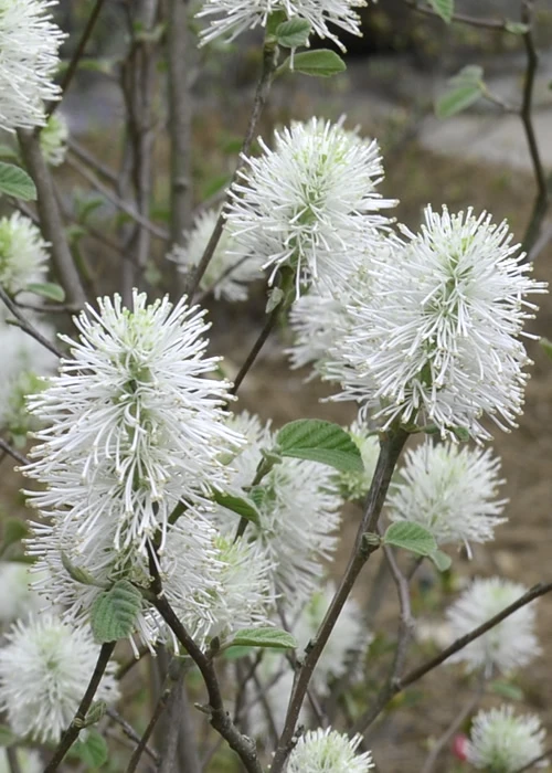 Blue Shadow Fothergilla - 3 Gallon Pot 9 Blue Shadow Fothergilla - 3 Gallon Pot - Image 7