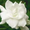 August Beauty Gardenia - 2.5 Quart Pot 1 August Beauty Gardenia - 2.5 Quart Pot -Plant Discount Store Gardenia August Beauty 5 500x750 5