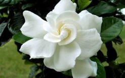 August Beauty Gardenia - 6 Pack Of 1 Gallon Pots 12 August Beauty Gardenia - 6 Pack Of 1 Gallon Pots -Plant Discount Store Gardenia August Beauty Flower Closeup 2
