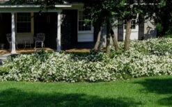 Radicans Creeping Dwarf Gardenia - 1 Gallon Pot 14 Radicans Creeping Dwarf Gardenia - 1 Gallon Pot -Plant Discount Store Gardenia Creeping 20 1