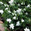 Radicans Creeping Dwarf Gardenia - 6 Pack Of 1 Gallon Pots