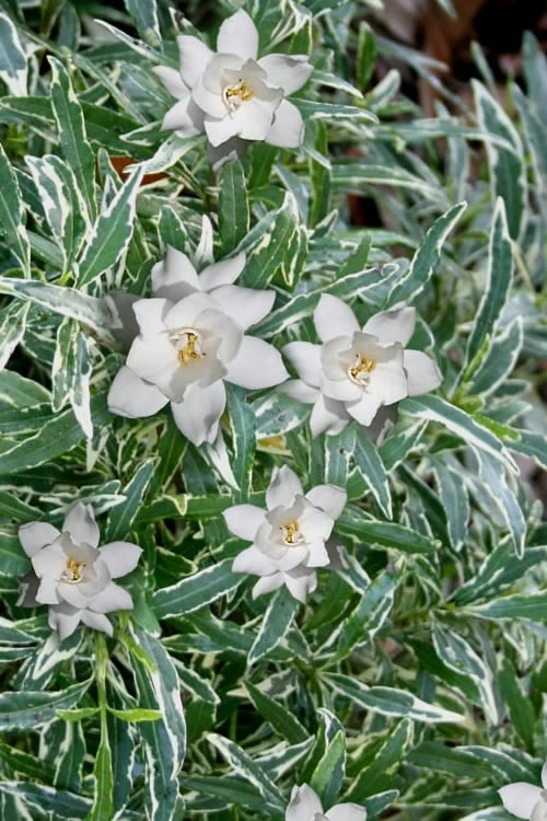 Variegated Creeping Dwarf Gardenia - 6 Pack Of 1 Gallon Pots 3 Variegated Creeping Dwarf Gardenia - 6 Pack Of 1 Gallon Pots
