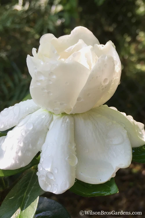 Crown Jewel Gardenia - 3 Gallon Pot 3 Crown Jewel Gardenia - 3 Gallon Pot