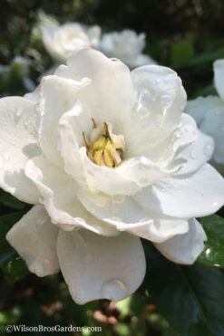 Crown Jewel Gardenia - 3 Gallon Pot 13 Crown Jewel Gardenia - 3 Gallon Pot -Plant Discount Store Gardenia Crown Jewel 3