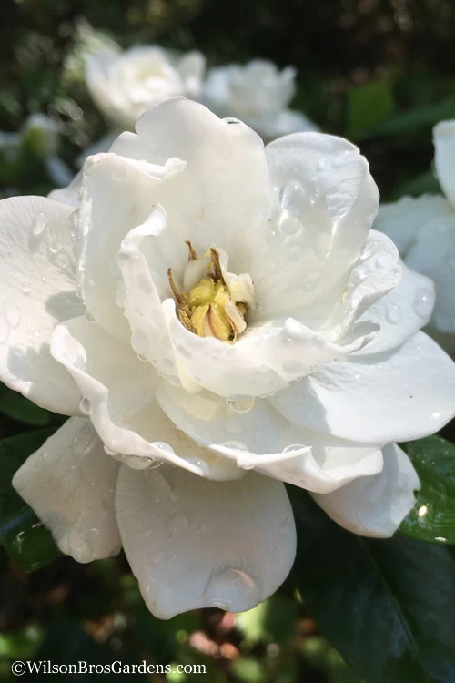 Crown Jewel Gardenia - 3 Gallon Pot 6 Crown Jewel Gardenia - 3 Gallon Pot - Image 4