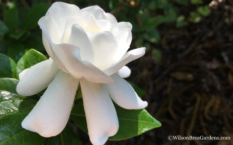 Crown Jewel Gardenia - 3 Gallon Pot 9 Crown Jewel Gardenia - 3 Gallon Pot - Image 7