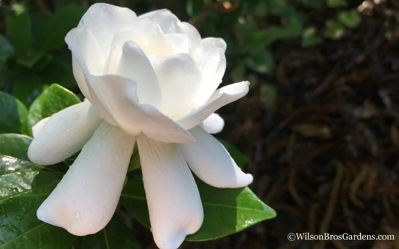 Crown Jewel Gardenia - 1 Gallon Pot 9 Crown Jewel Gardenia - 1 Gallon Pot - Image 7